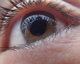 Das Augenlid - beweglicher Schutz der Augen1