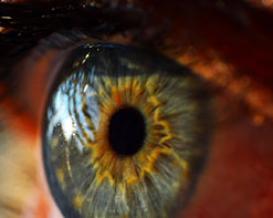 Cornea – the eye's natural barrier1