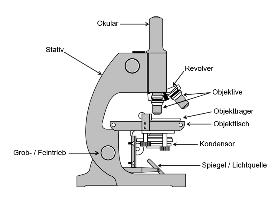 Træde tilbage Landbrug Spytte ud Mikroskopie - Erkennen der Mikrowelt mit bloßen Augen | OPTIK-AKADEMIE